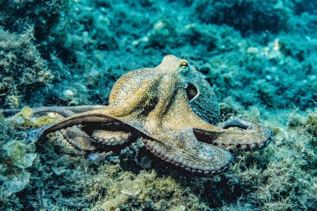 Wat is het verschil tussen een inktvis en een octopus?